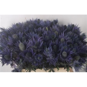 Eryngium Alpinum