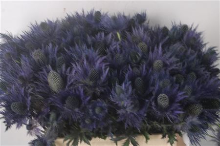 <h4>Eryngium Alpinum</h4>