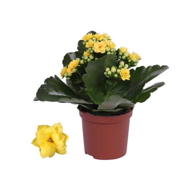 <h4>Kalanchoe Rosalina 07cm Don Amarillo geel, Zonder hoes</h4>