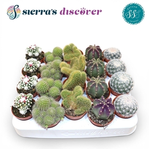 Discover® - Santiago Cactus Mix (Deluxe)