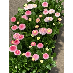 Bellis perennis x 8