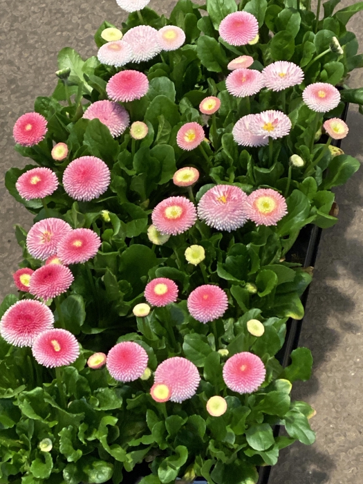 <h4>Bellis perennis x 8</h4>