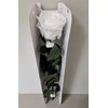 Ro Pres Stem 50cm White