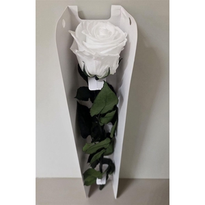 Ro Pres Stem 50cm White