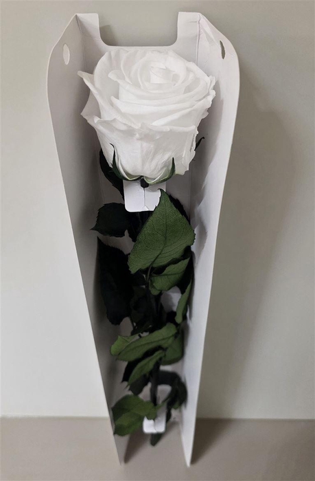 <h4>Ro Pres Stem 50cm White</h4>