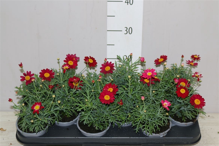 <h4>Argyranthemum Frutesc La Rita Red</h4>
