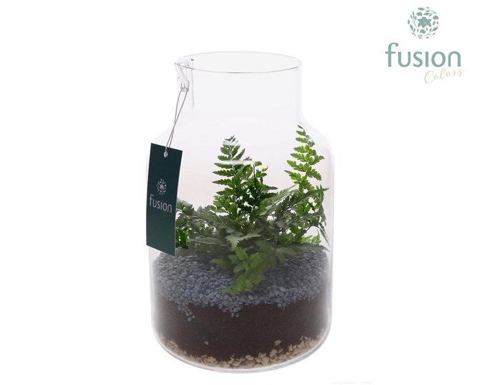 <h4>Glas Vaas met Varens</h4>