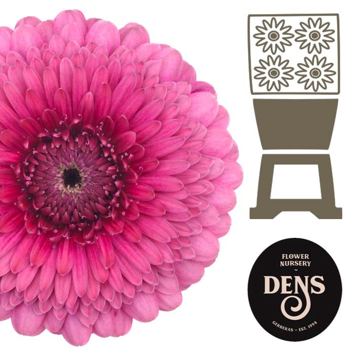 <h4>Germini Pomponi DjembaDjemba Diamond</h4>