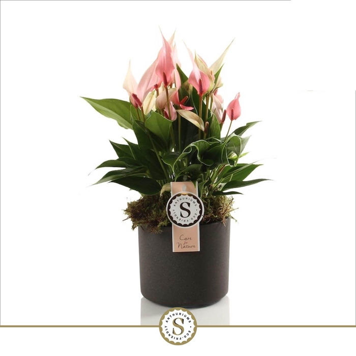 <h4>Bari Keramiek Grey - Lilli 12cm</h4>