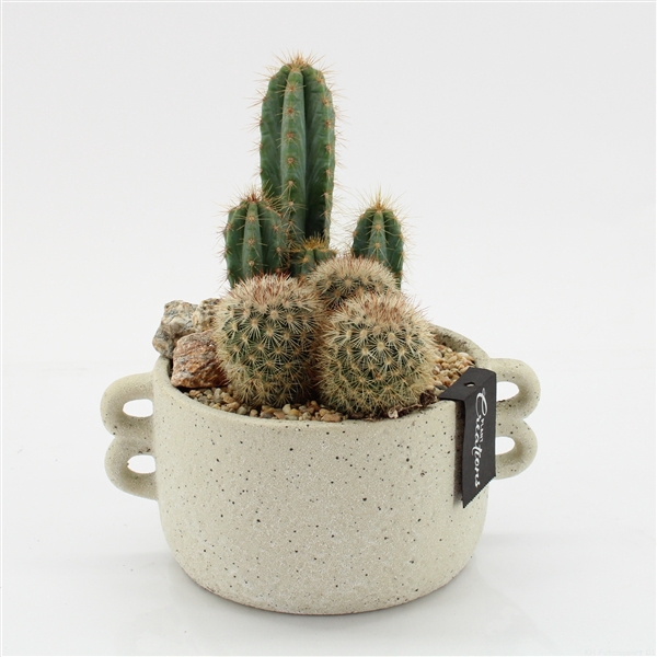 <h4>CTCR-2544 Cactus Essentials</h4>