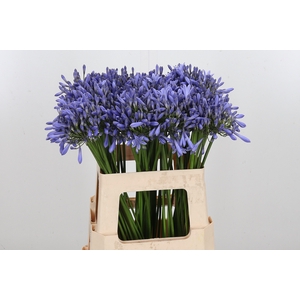 Agapanthus Dr.brouwer