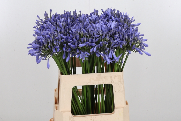 <h4>Agapanthus Dr.brouwer</h4>