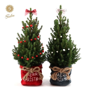 Picea gl. 'December'® P19 in Bag X-mas Duo + Deco Sensation + Bow