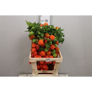 Physalis Lampion Tak