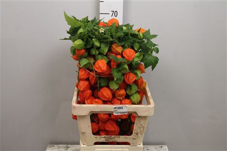 <h4>Physalis Lampion Tak</h4>