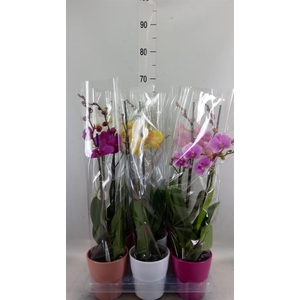 Phalaenopsis   ...mix