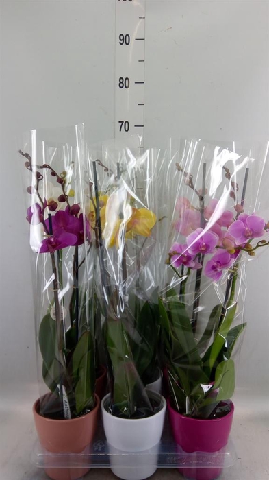 <h4>Phalaenopsis   ...mix</h4>