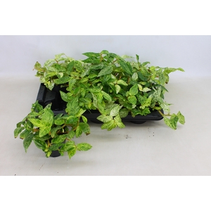 PELLONIA R VARIEGATA