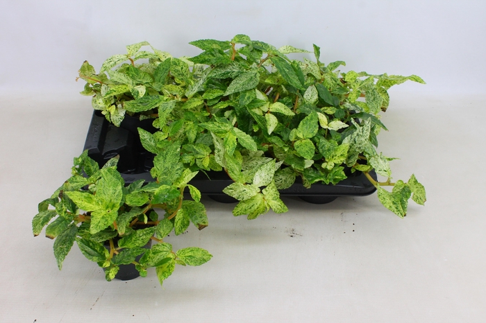 <h4>PELLONIA R VARIEGATA</h4>