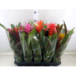 Bromelia   ...mix  6