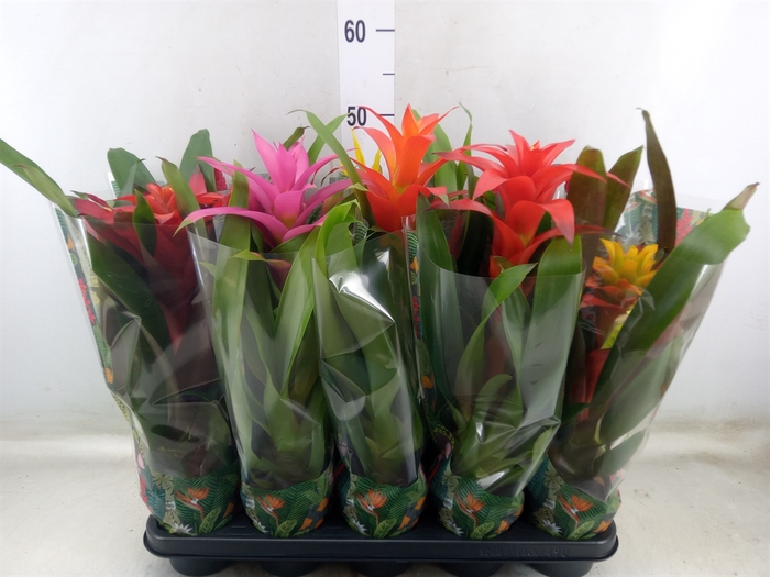 <h4>Bromelia   ...mix  6</h4>