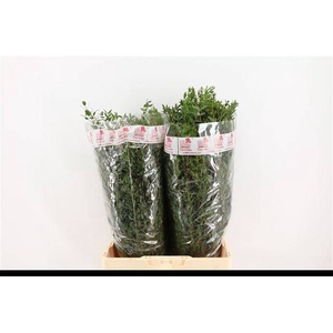 EUC PARVIFOLIA P BS