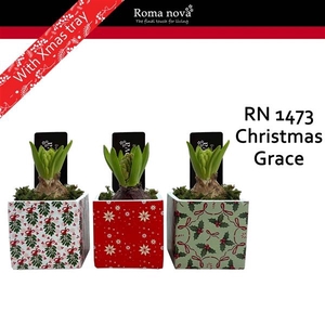 Arrangementen Hyacinthus 6%