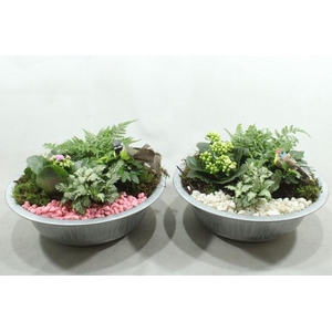 1136 ZINK RO/WIT INDOOR