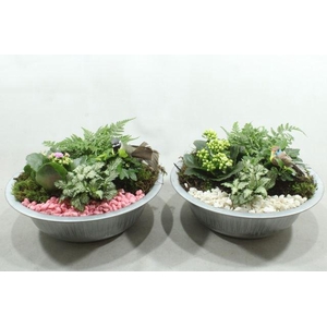 1136 ZINK RO/WIT INDOOR