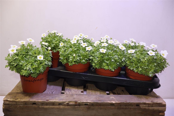 <h4>Saxif Ar Alp White</h4>