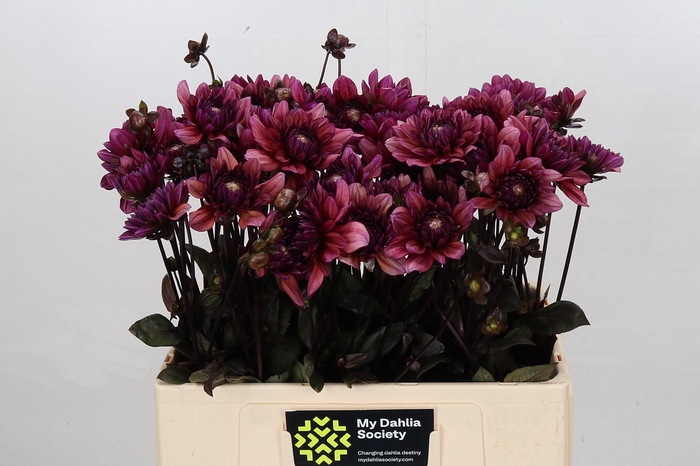 <h4>Dahlia Molly Raven</h4>