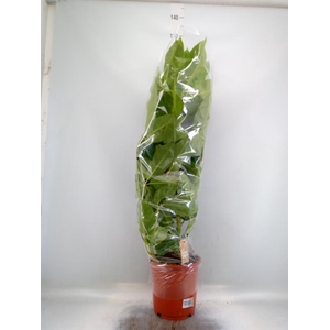 Schefflera actin. 'Amate'