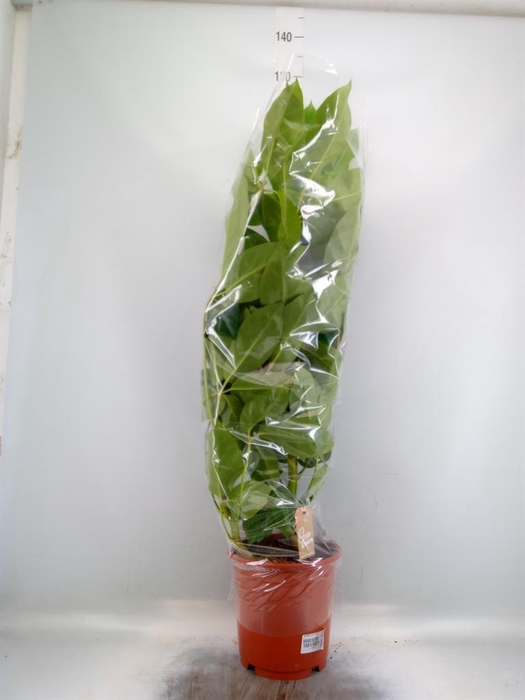 <h4>Schefflera actin. 'Amate'</h4>