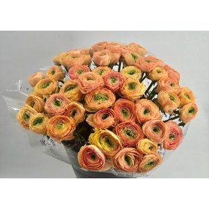 Ranunculus Clooney Tuareg Super