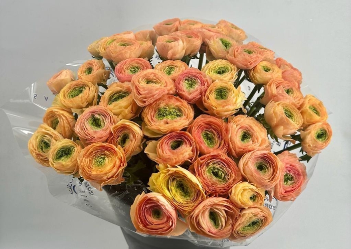 <h4>Ranunculus Clooney Tuareg Super</h4>