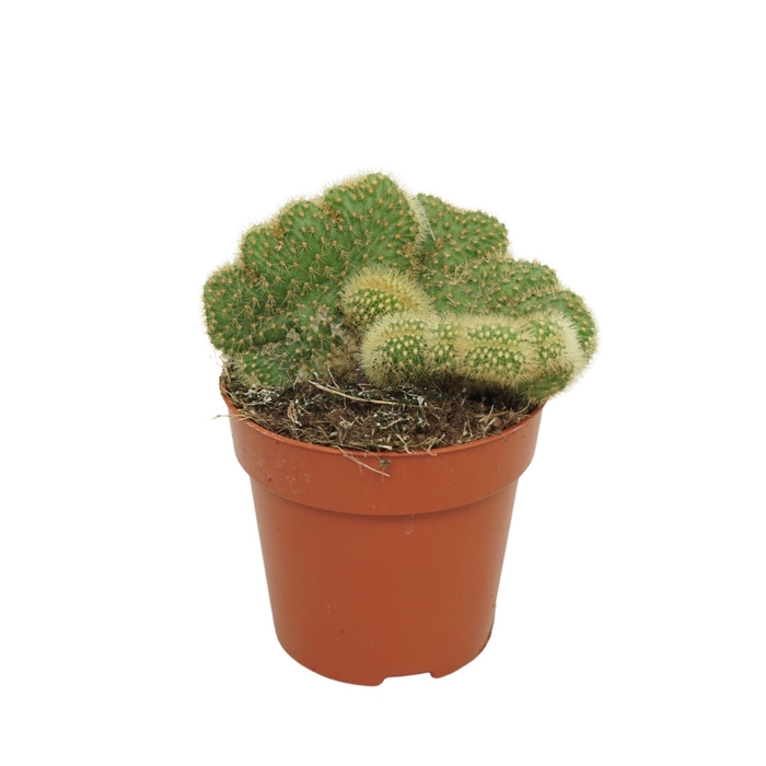 <h4>Cactus</h4>