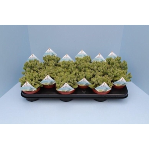 Bio Cotyledon tomentosa subsp. ladysmithiensis 610-COTY10