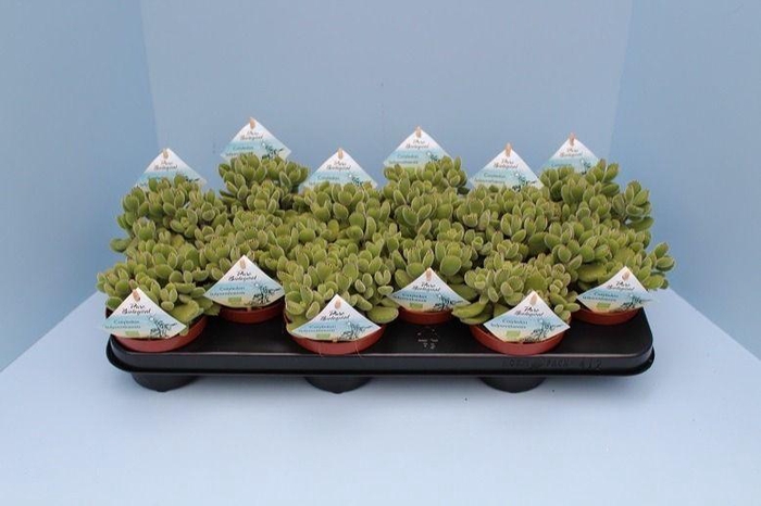 <h4>Bio Cotyledon tomentosa subsp. ladysmithiensis 610-COTY10</h4>