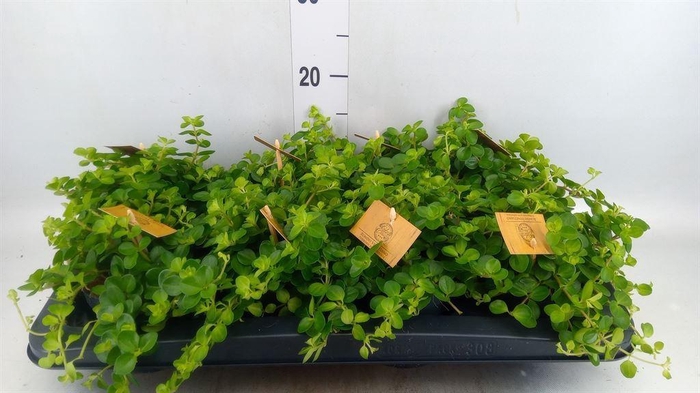 <h4>Peperomia rotundifolia</h4>