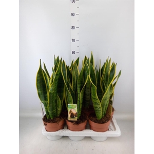 Sansevieria trifa. 'Laurentii'