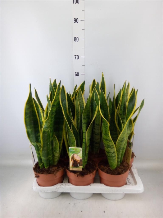 <h4>Sansevieria trifa. 'Laurentii'</h4>
