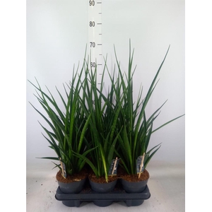 Sansevieria kirkii 'Friends'