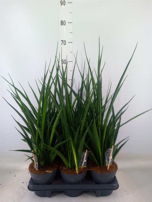 <h4>Sansevieria kirkii 'Friends'</h4>