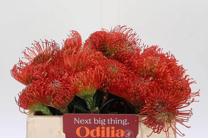 <h4>Nutans Succession</h4>