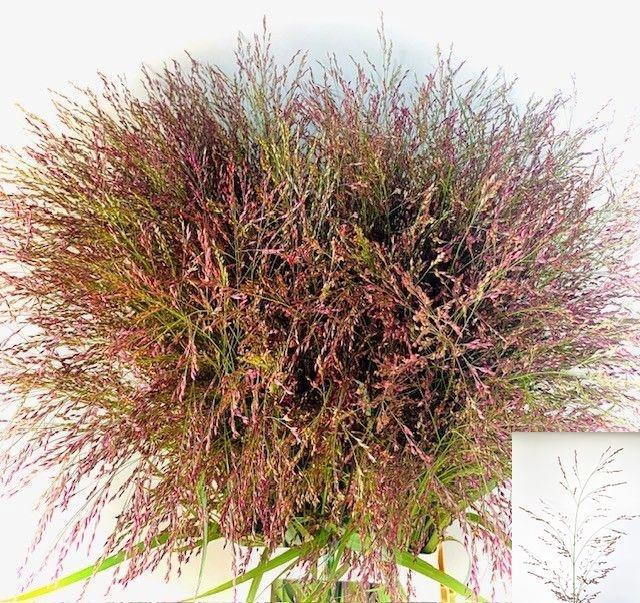 <h4>PANIC VI WARRIOR</h4>