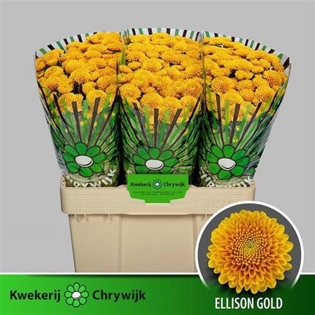 <h4>Chr S Ellison Gold</h4>