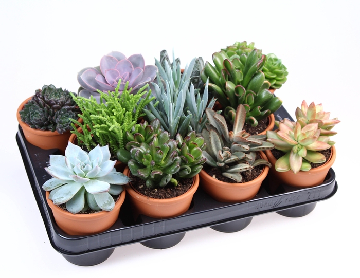 <h4>Succ Gemengd Keramiek Rozenpot</h4>