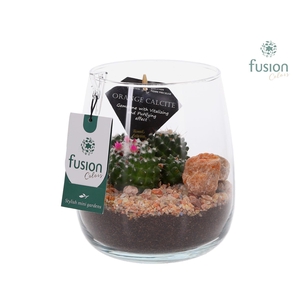 Glas Alzada Turmali Collection edelstenen met Cactussen
