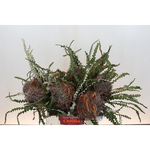 Banksia Speciosa Cones Hairy