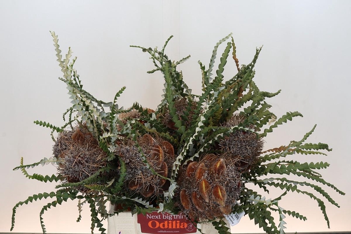 <h4>Banksia Speciosa Cones Hairy</h4>